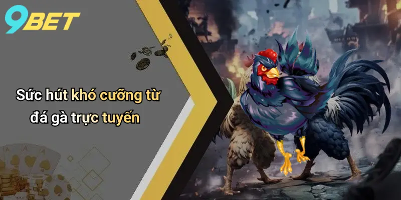 Sức hút khó cưỡng từ đá gà trực tuyến
